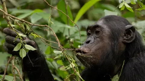 Apes Consuming a Daily Dose of an Alcoholic Beverage Each Day from Ripe Produce, Research Finds